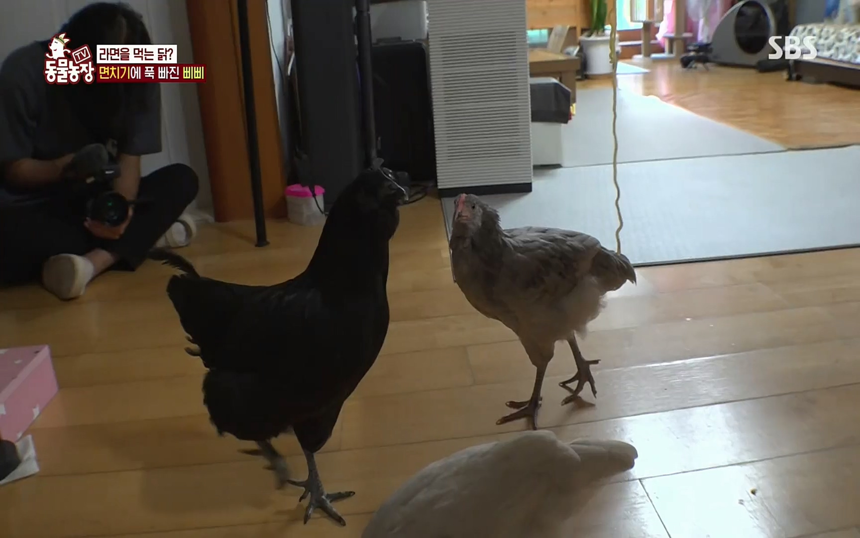 TV 동물농장.E1073.220612p.H264-F1RST.mp4_20220612_181338.934.jpg