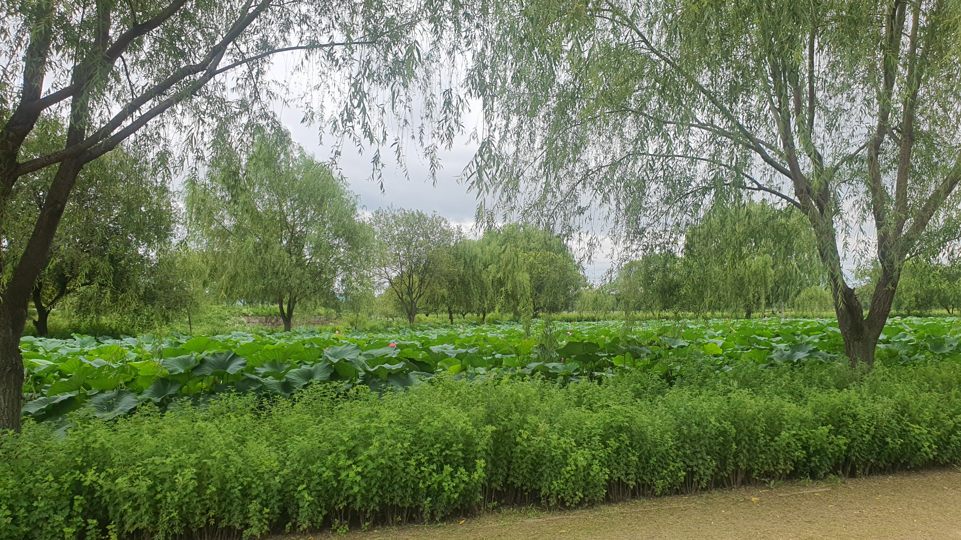 당진 합덕제 연꽃 축제 연호문화축제