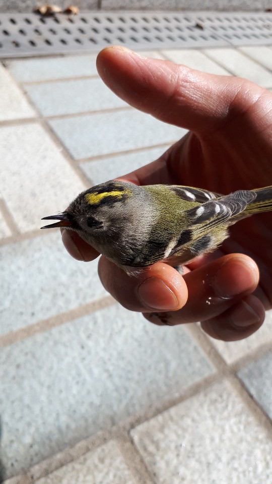  새줍 (노랑관상모솔새 Golden-crowned kinglet)