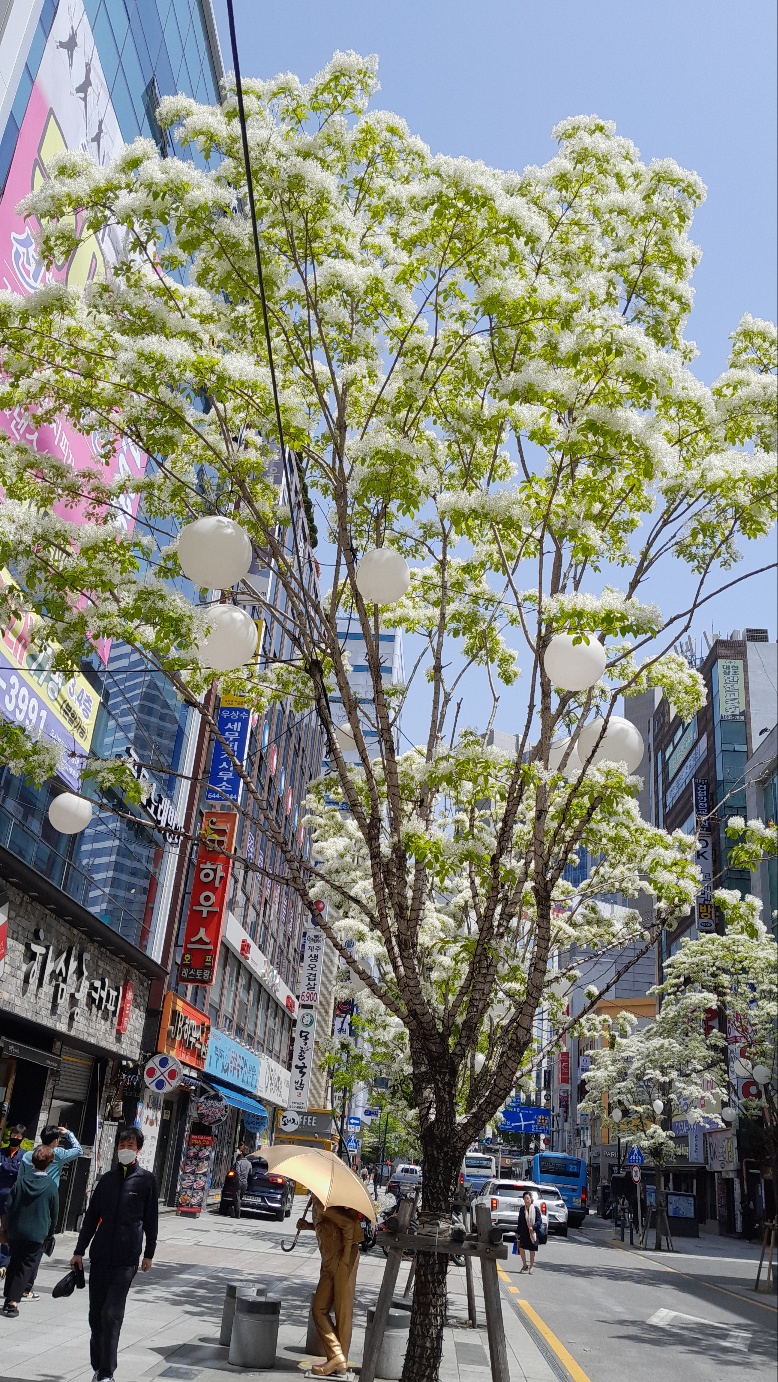 밥꽃 이미지
