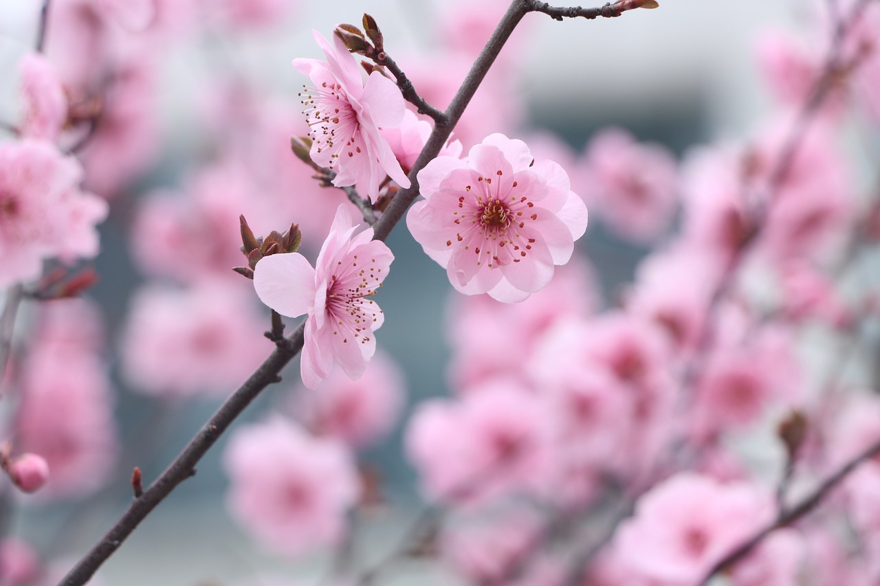 매화 상단 사진
