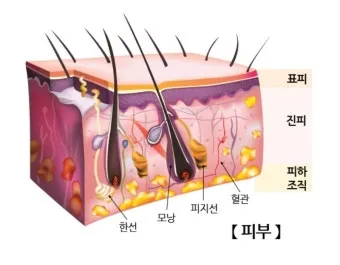 피부 구조와 기능 표피 진피 피하조직 위치 역할_40
