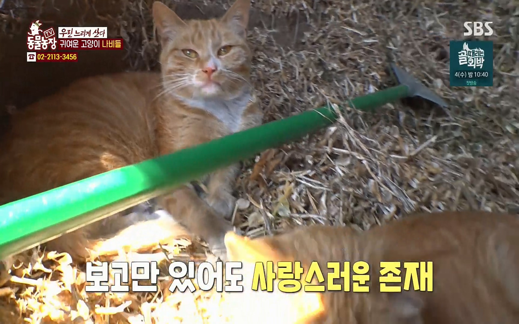 TV 동물농장.E1067.220501p.H264-F1RST.mp4_20220501_183611.032.jpg