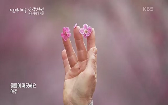 다큐 인사이트 - KBS인생정원 - 붉은 매화가 피면] 봄이면 가장 먼저, 그리고 가장 붉게 피어나는 강인한 소성의 매화.ts_20220818_205200.578.jpg