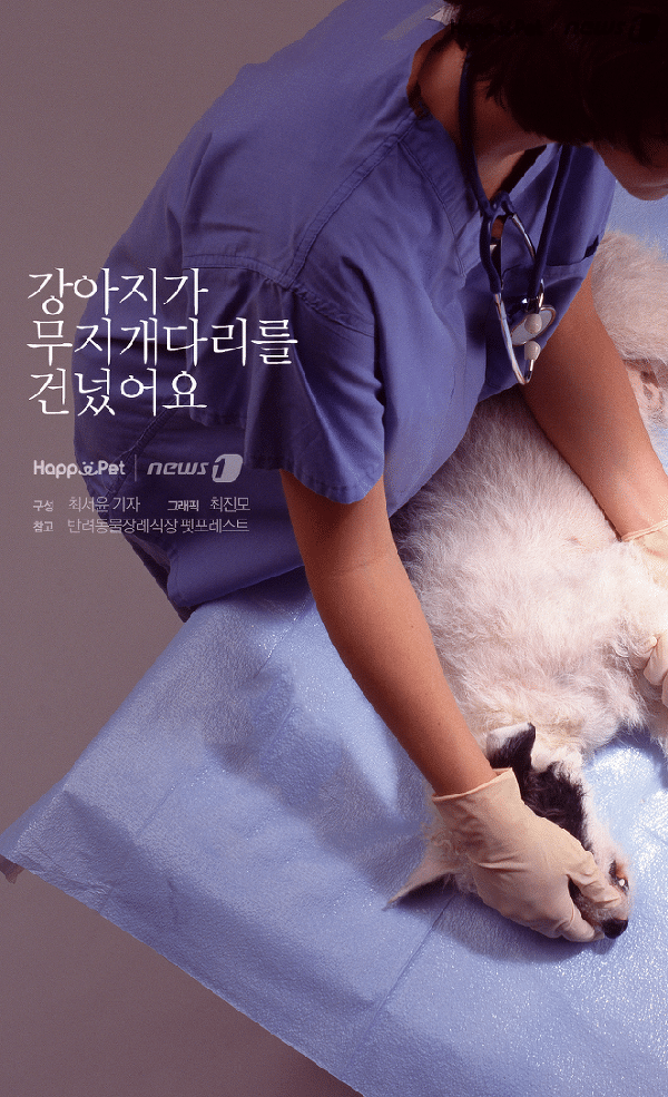  강아지가 무지개 다리를 건넜어요 (feat. 반려동물 장례)