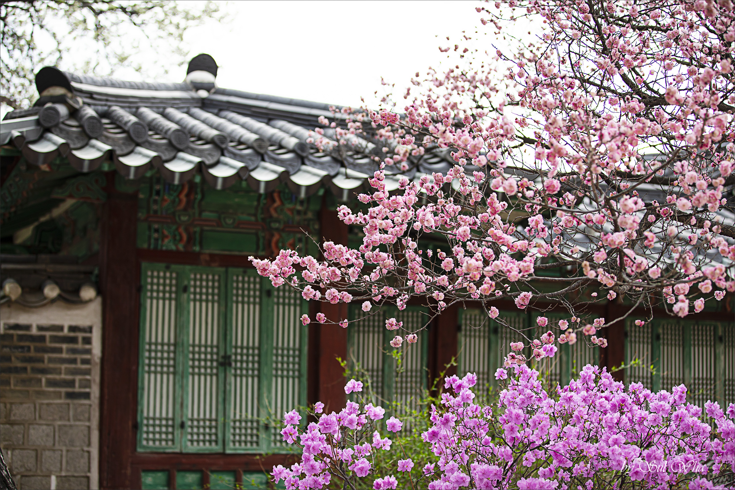 (창덕궁 만첩홍매화) ​​2023년 3월 28일 See More 8