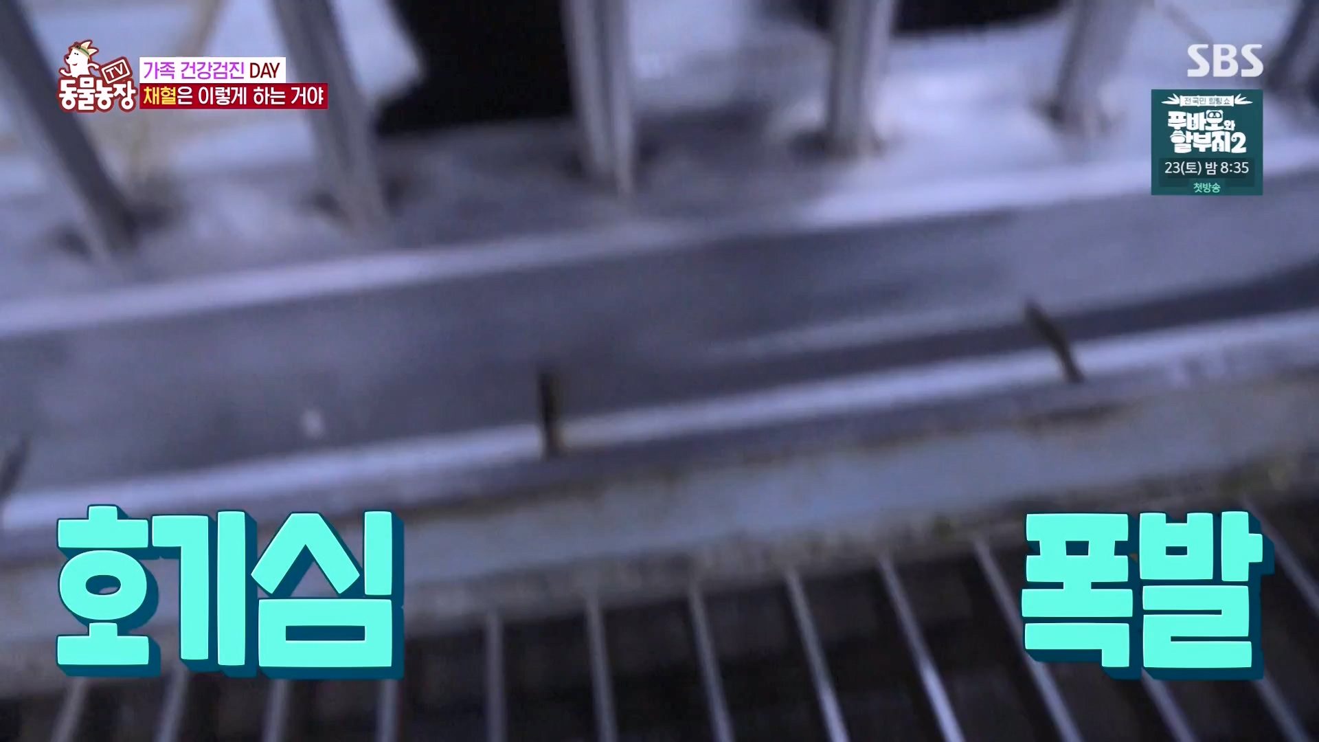 TV 동물농장.E1163.240317p-NEXT.mp4_20240317_171057.579.jpg