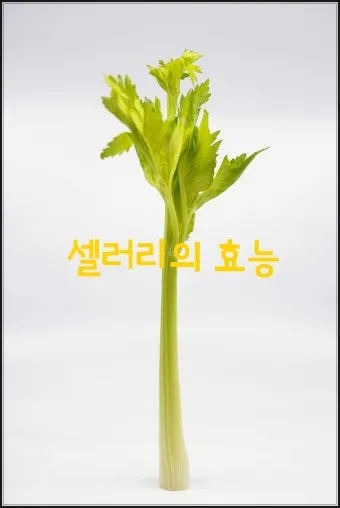 셀러리 먹는법 주스 효능_21