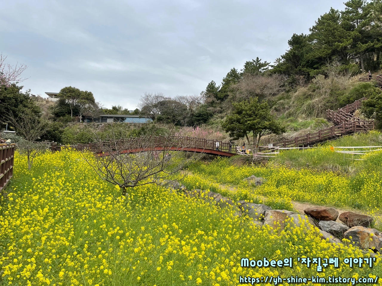 제주 엉덩물계곡 유채꽃