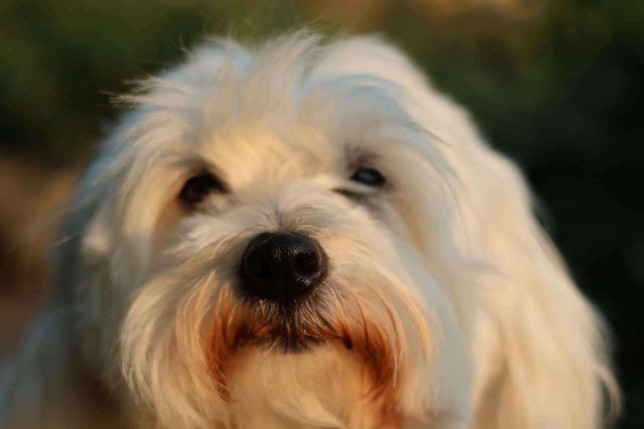 [애견사전] 꼬똥 드 툴레아(Coton de Tulear) 특징 총정리