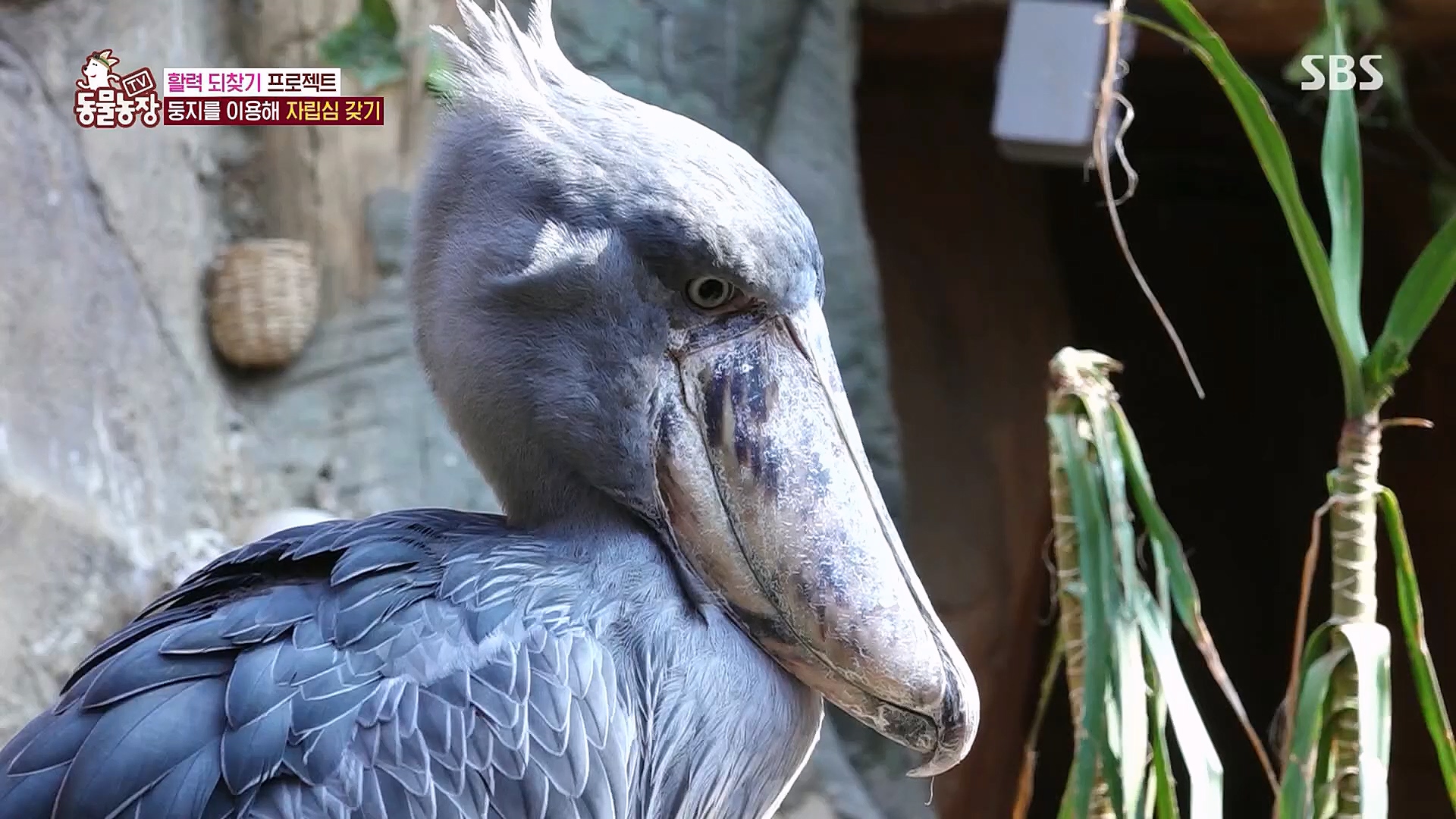 TV 동물농장.E1106.230129p.H264-F1RST.mp4_20230130_192740.058.jpg