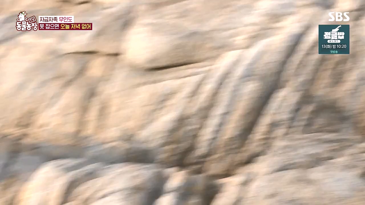 TV 동물농장.E1184.240812p-NEXT.mp4_20240811_172502.426.jpg