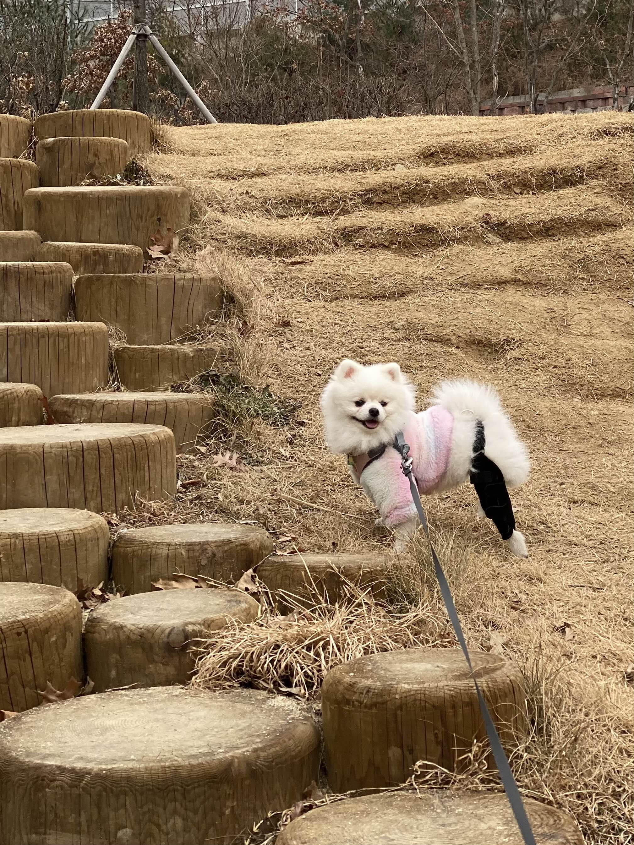 강아지 슬개골 보호대