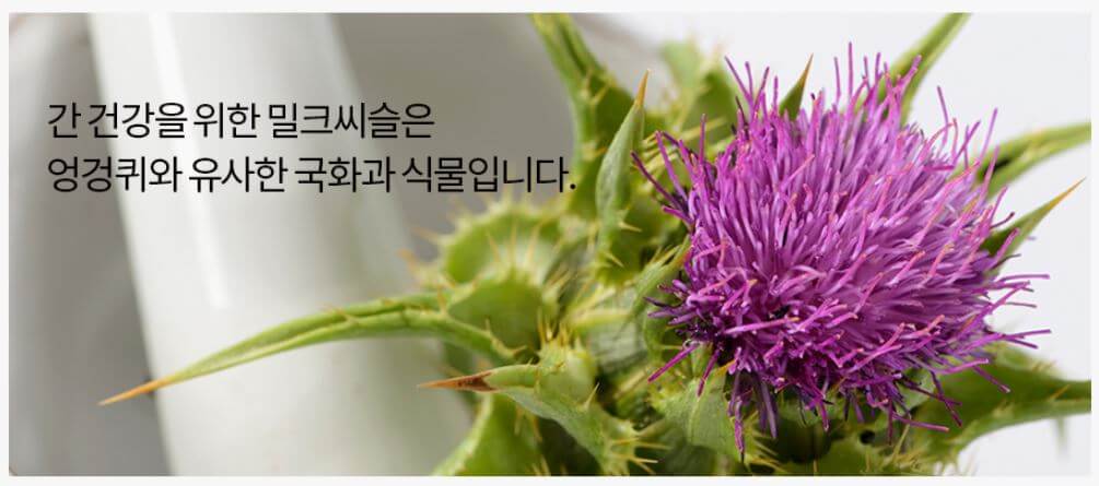  밀크씨슬 추천 제품 TOP3 - GNM 밀크씨슬, 뉴트리코어 밀크씨슬, 나우 푸드 실리마린