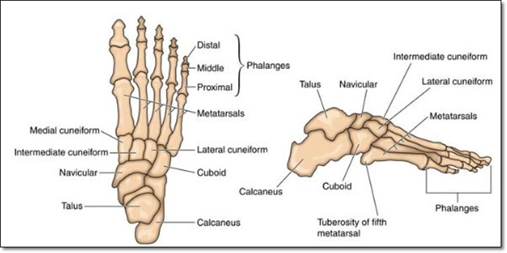 발 뼈에 대한 이름이 나와 있는 해부학 그림