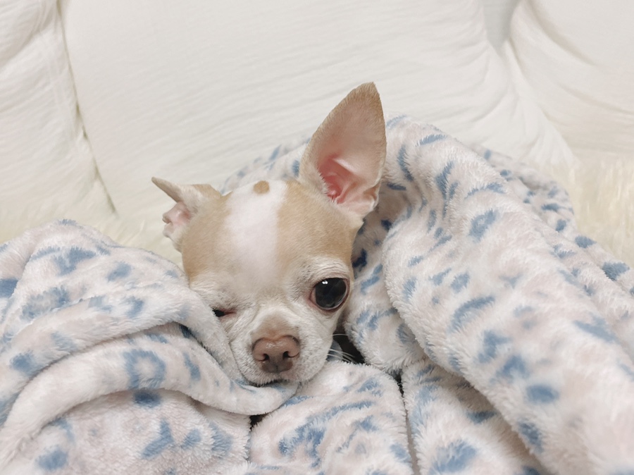 단모 성격 털빠짐 주의점 6