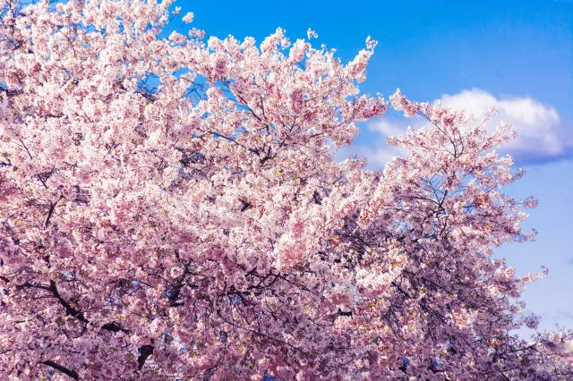 만개한 벚꽃