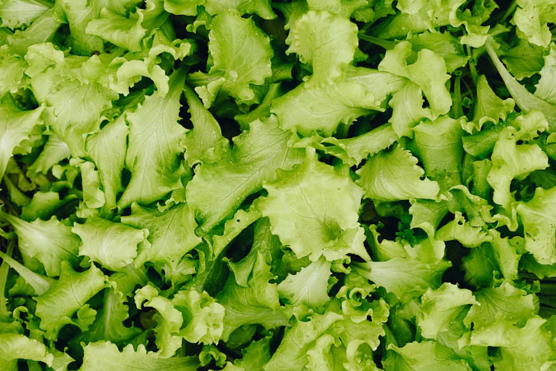 Lettuce