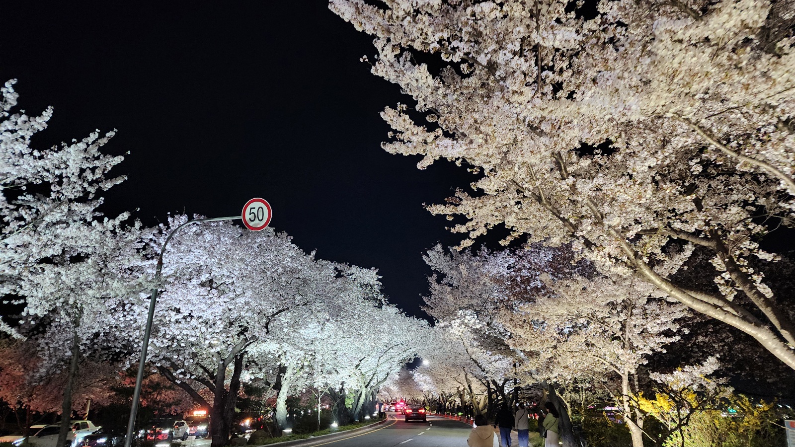 경주-흥무로-벚꽃길