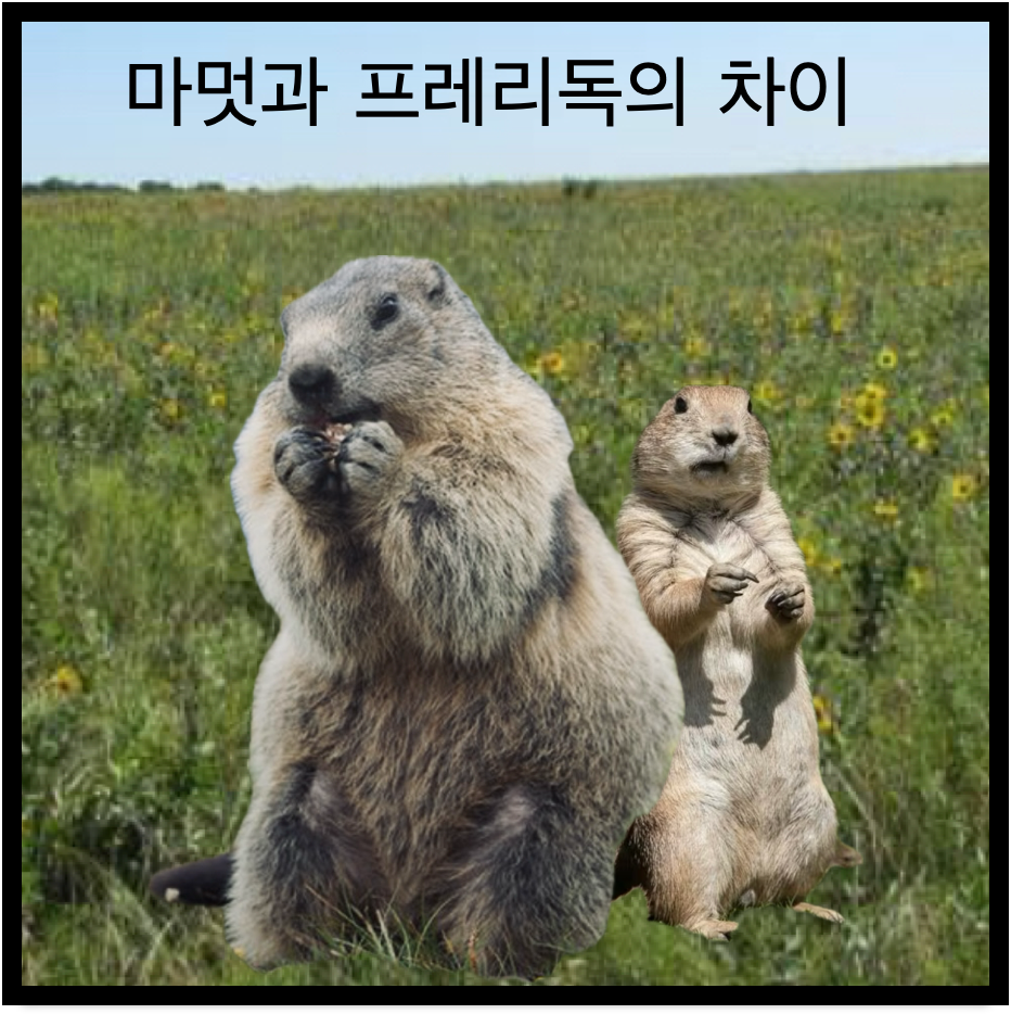 마멋과 프레리독 차이