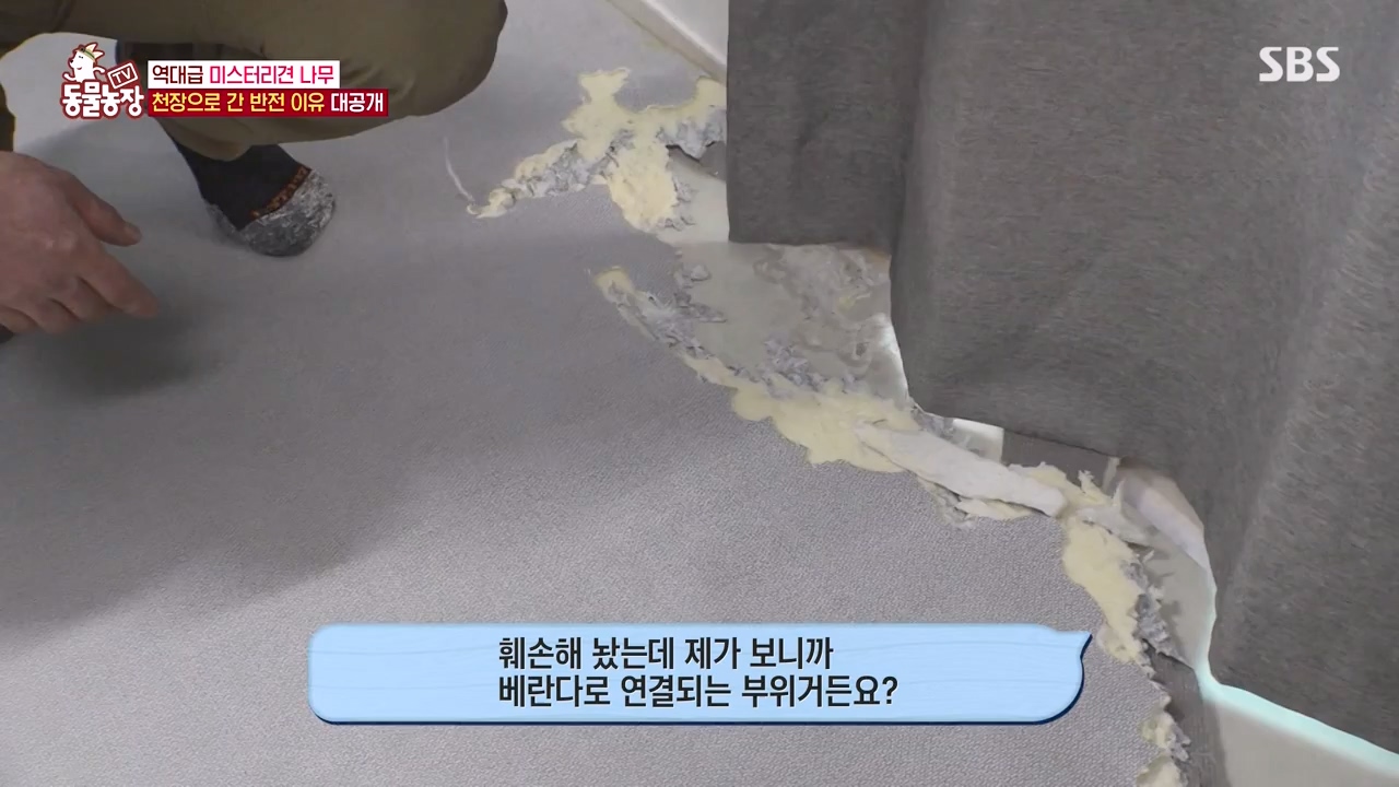 TV 동물농장.E1154.240115p-NEXT.mp4_20240114_184343.660.jpg