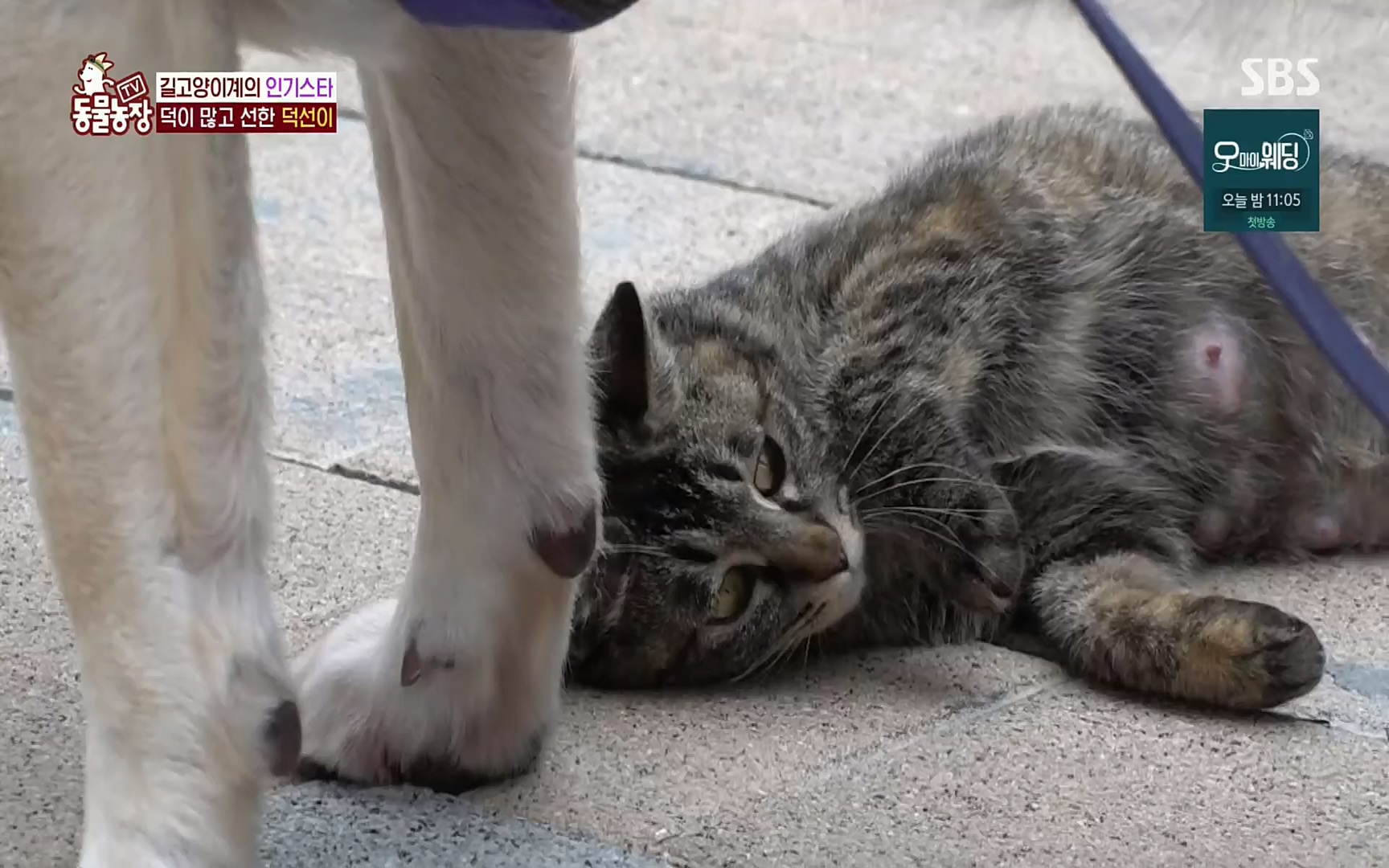 TV 동물농장.E1073.220612p.H264-F1RST.mp4_20220612_181346.651.jpg