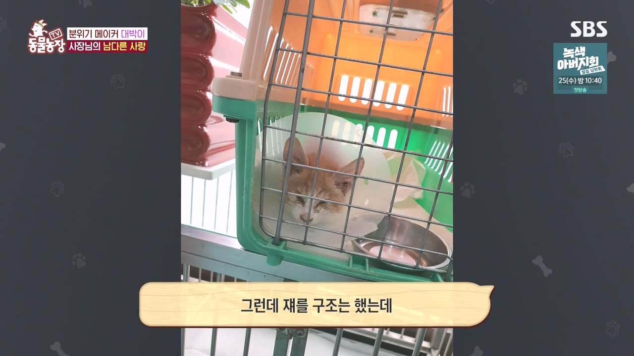 TV 동물농장.E1141.231016p-NEXT.mp4_20231015_174121.734.jpg