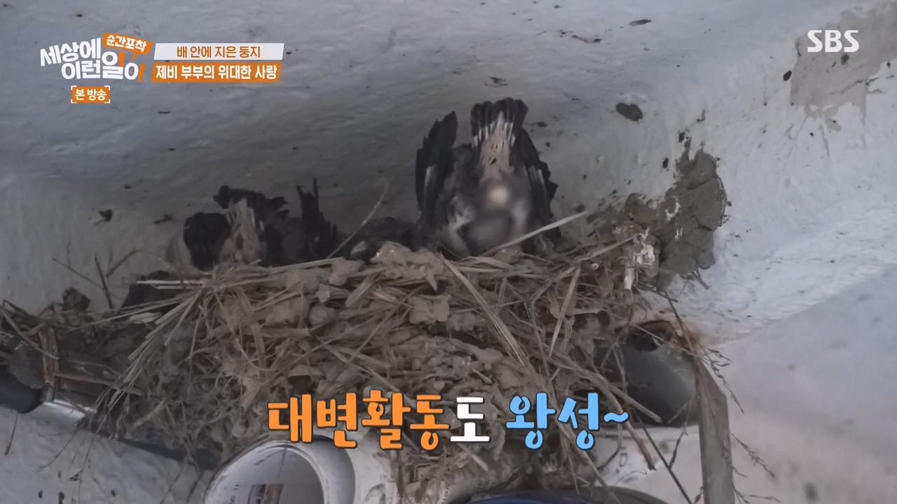 순간포착 세상에 이런일이.E1238.230723p-NEXT.mp4_20230724_205449.494.jpg