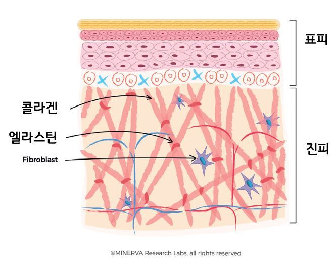 진피에 전부 몰려 있는 피부의 탄력 구조들