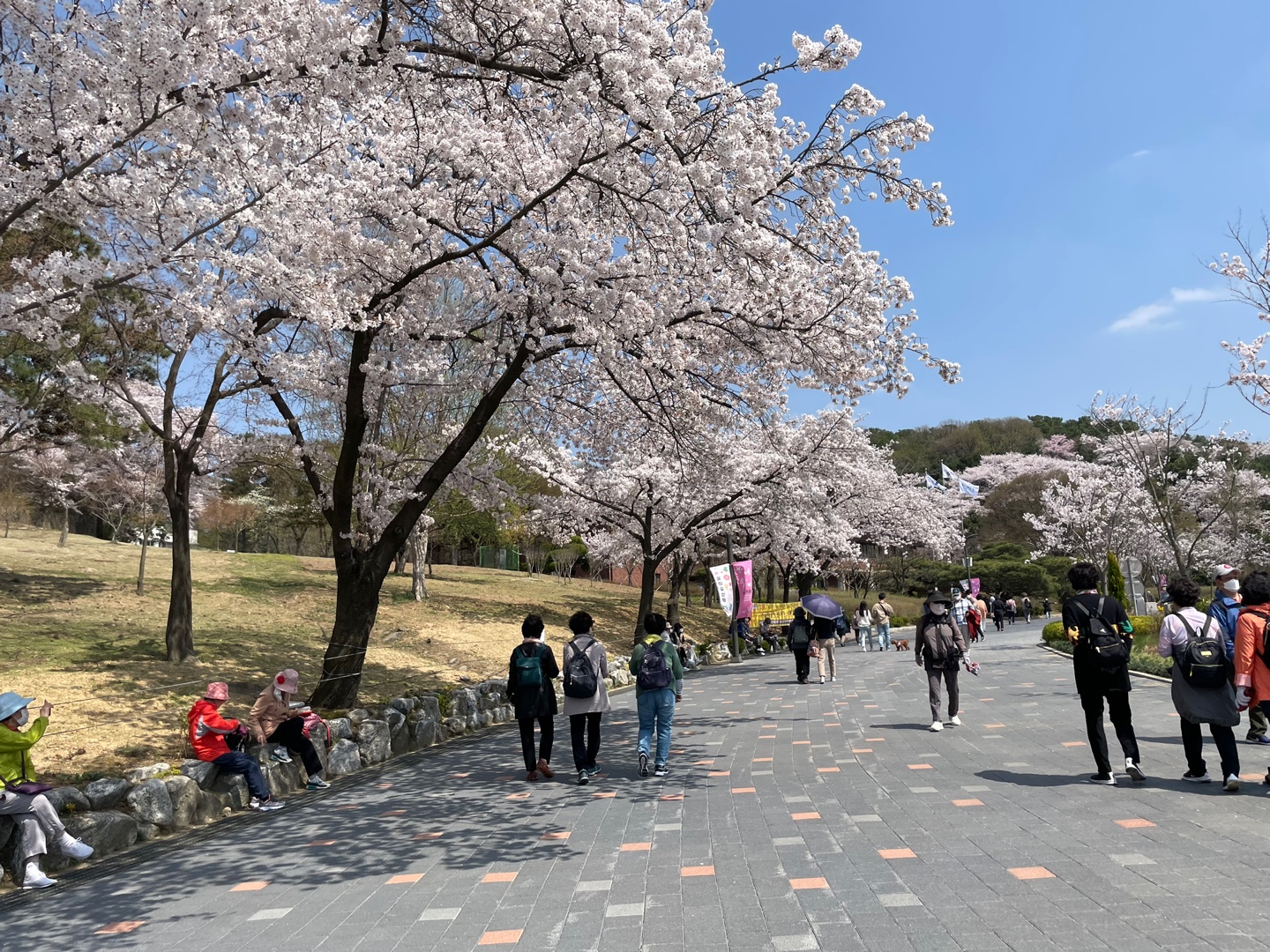 서울대공원-벚꽃길