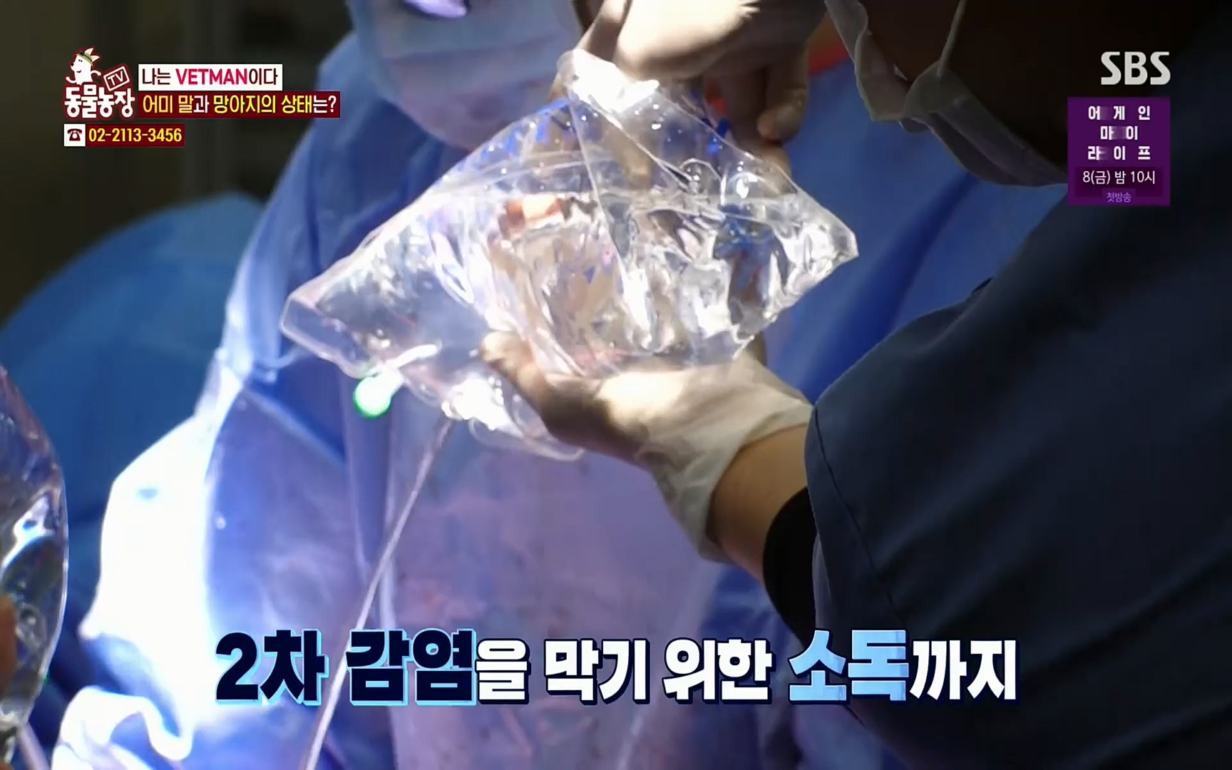 TV 동물농장.E1062.220327p.H264-F1RST.mp4_20220327_174453.997.jpg