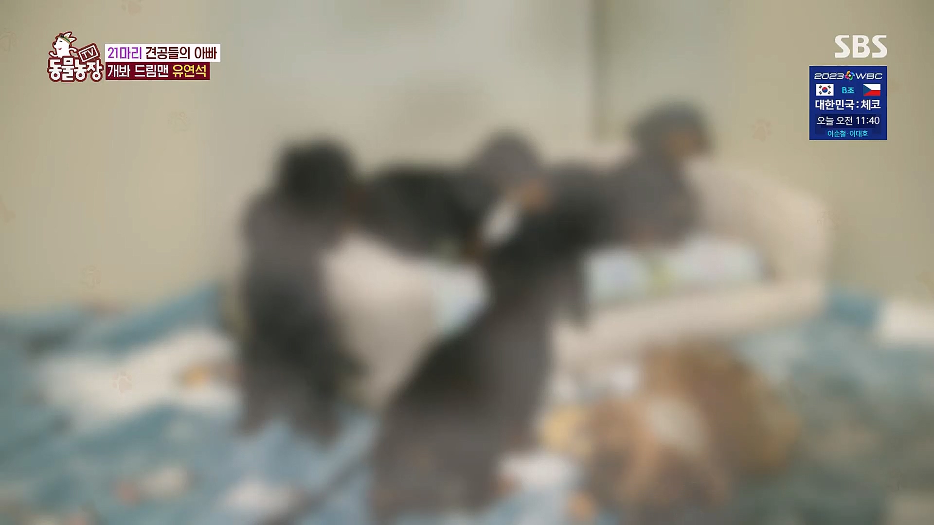 TV 동물농장.E1111.230312p.H264-F1RST.mp4_20230312_175956.351.jpg
