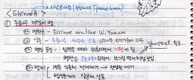  [수목병리학] (잎에 나타나는 수목병 - Elsinoe 류) 두릅나무 더뎅이병