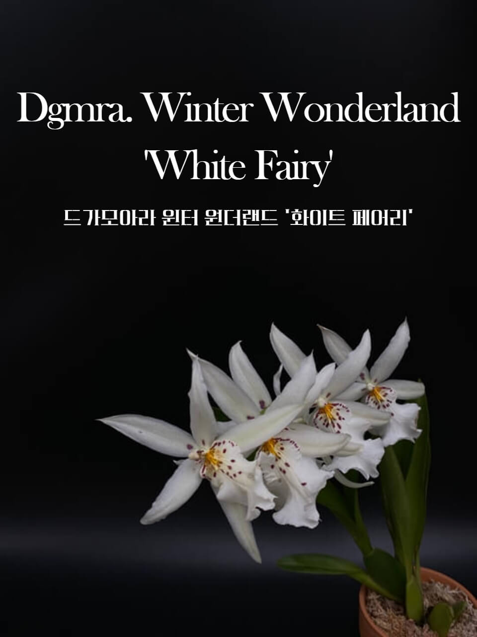 Degarmoara.Winter Wonderland &#39;White Fairy&#39; 썸네일