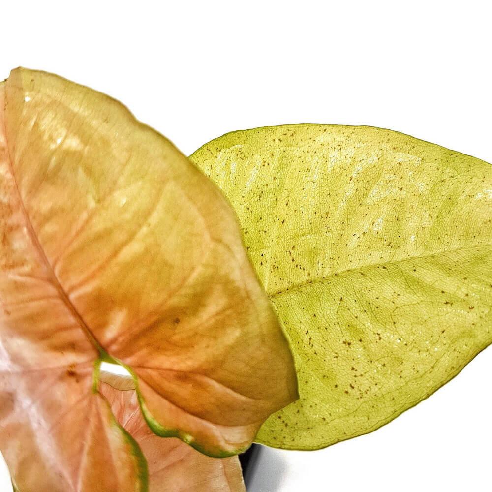 Syngonium 시든 잎