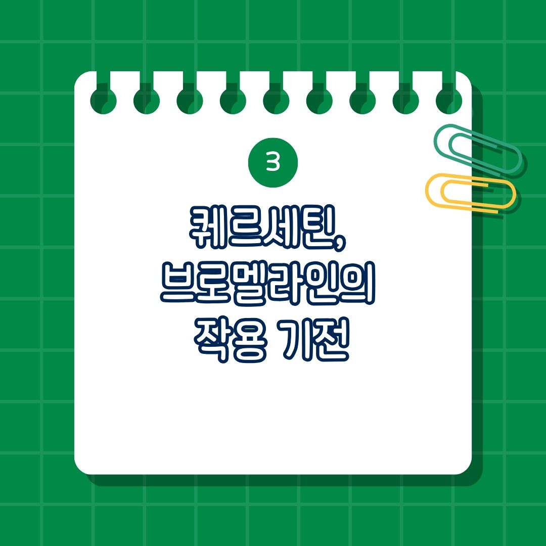 퀘르세틴(Quitertin) 브로멜라인(Bromelain), 퀘르세틴 브로멜라인 비교, 퀘르세틴 브로멜라인 작용 기전