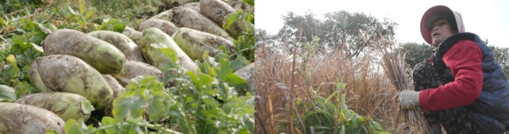 한국인의밥상-제주-월동무