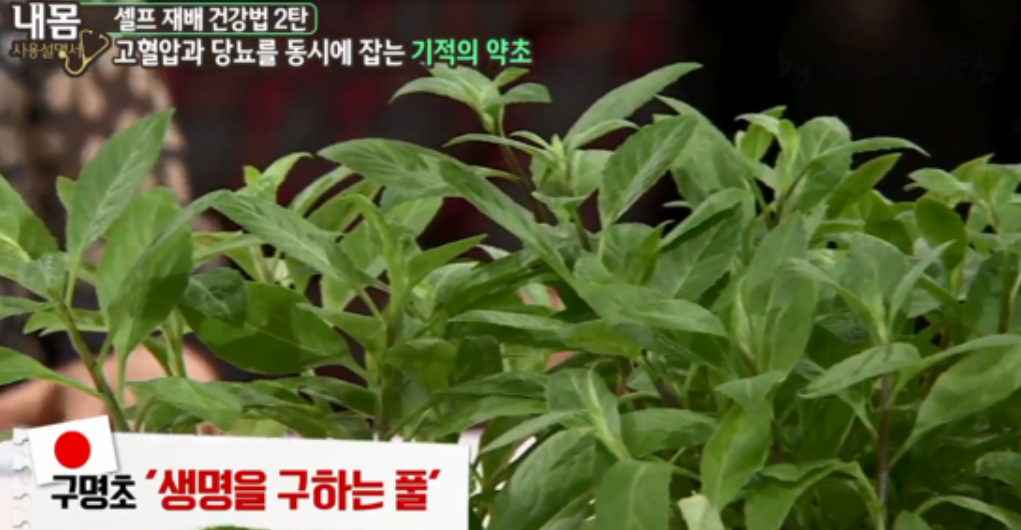  명월초의 효능,명월초 먹는방법/재배법