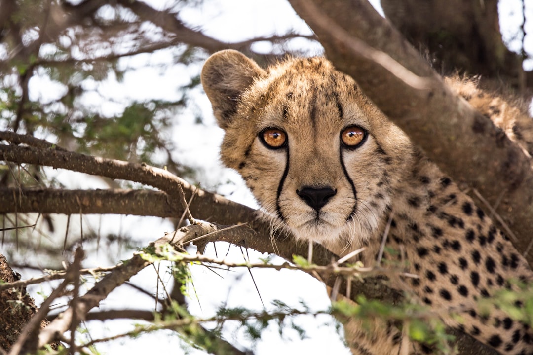 Cheetah