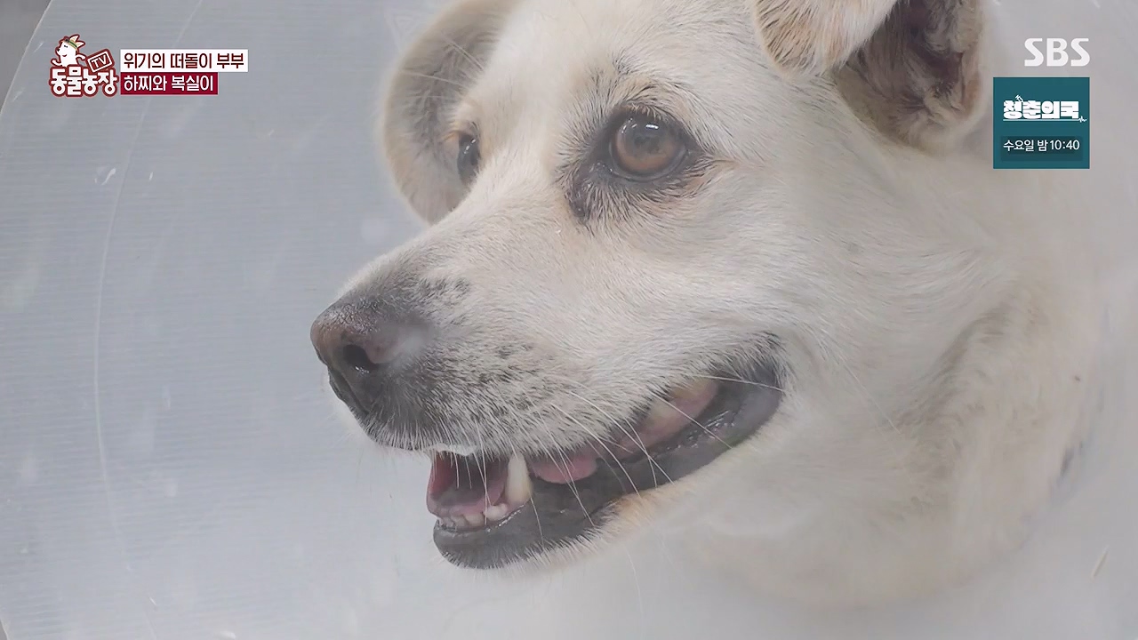 TV 동물농장.E1138.230918p-NEXT.mp4_20230917_174232.072.jpg