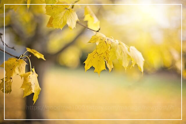 11월계절인사-11월인사말문구-가을인사말모음