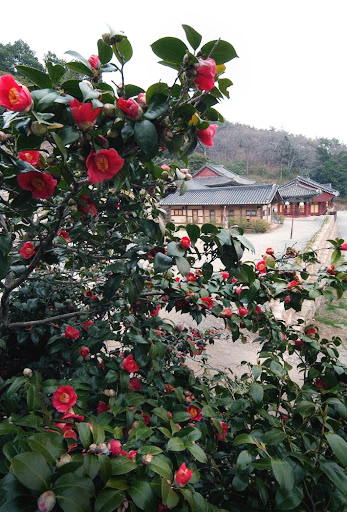 강진 백련사
