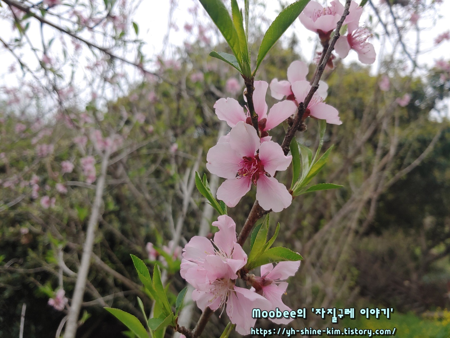 제주 엉덩물계곡 유채꽃