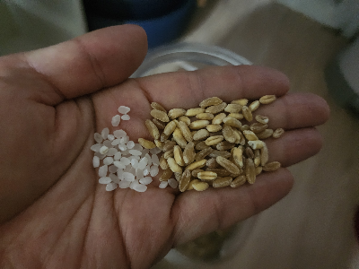카뮤트 쌀과 크기비교