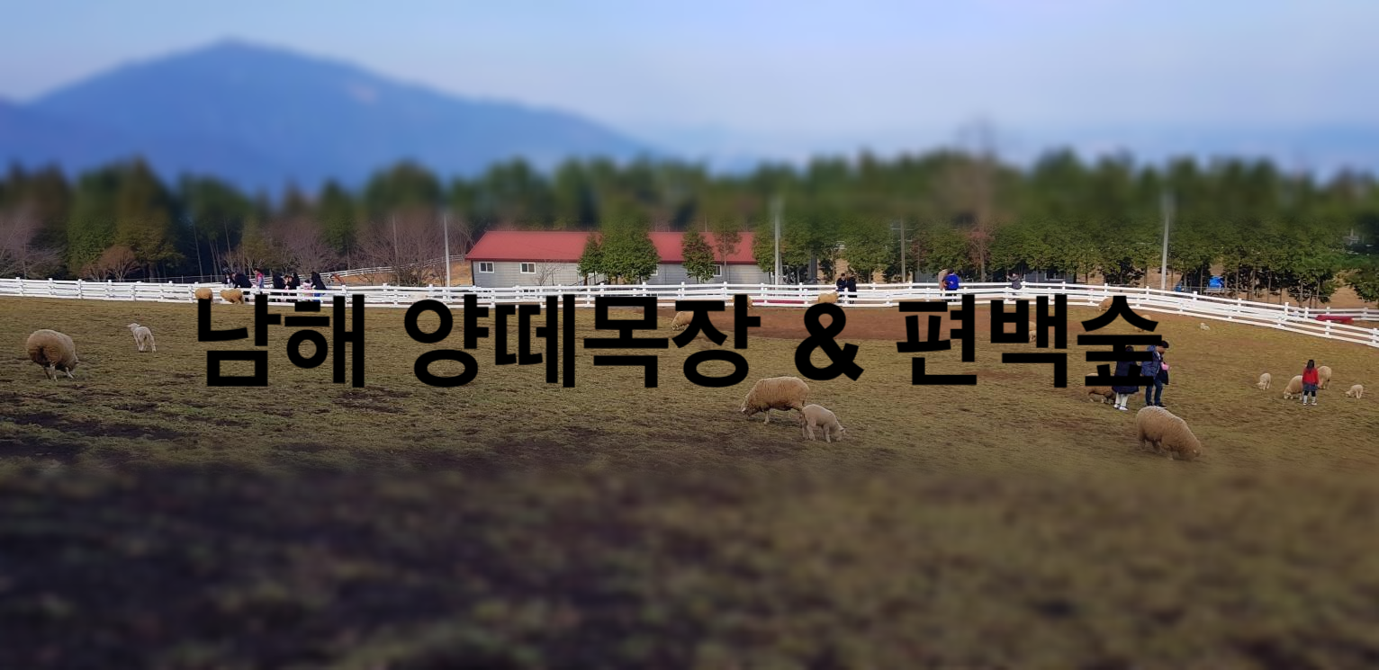  남해 양떼목장 누가 양들을 귀엽다고 했는가