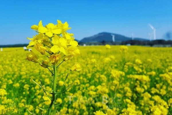 제주도 유채꽃축제 제주도 유채꽃 명소 제주도 유채꽃 개화시기 제주도 유채꽃 시기