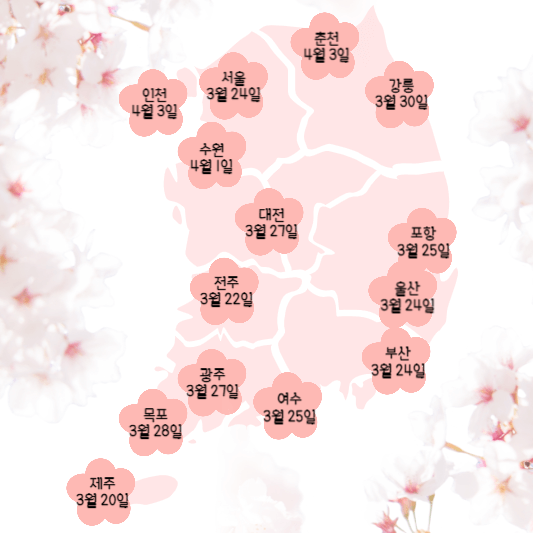 2024_전국_벚꽃개화시기