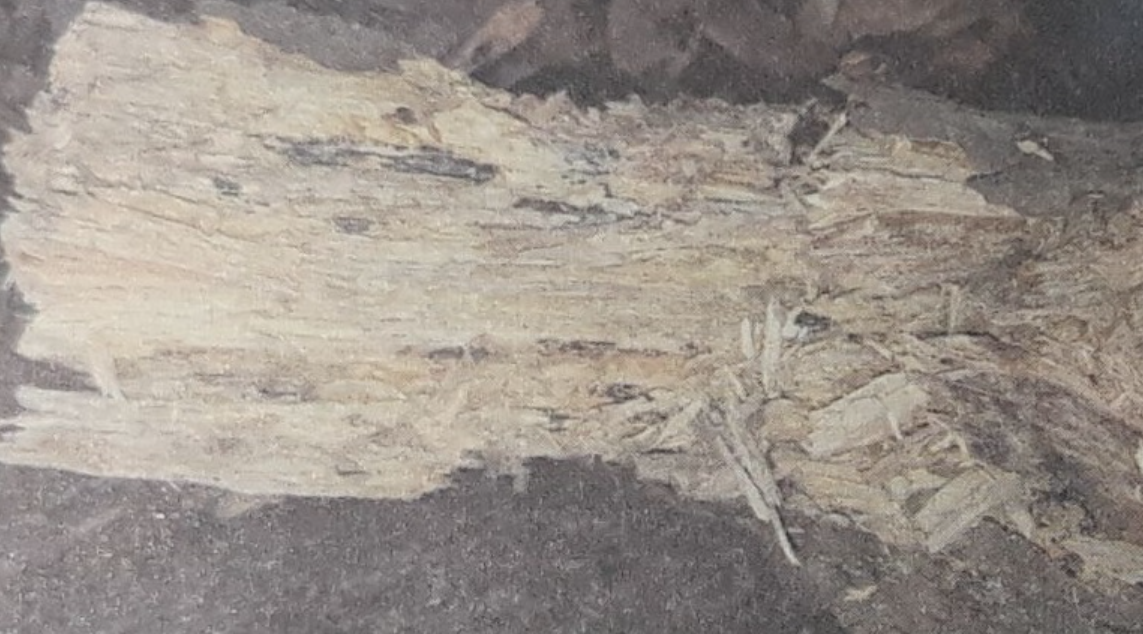  백색부후(白色腐朽; white rot, 대부분 담자균문)