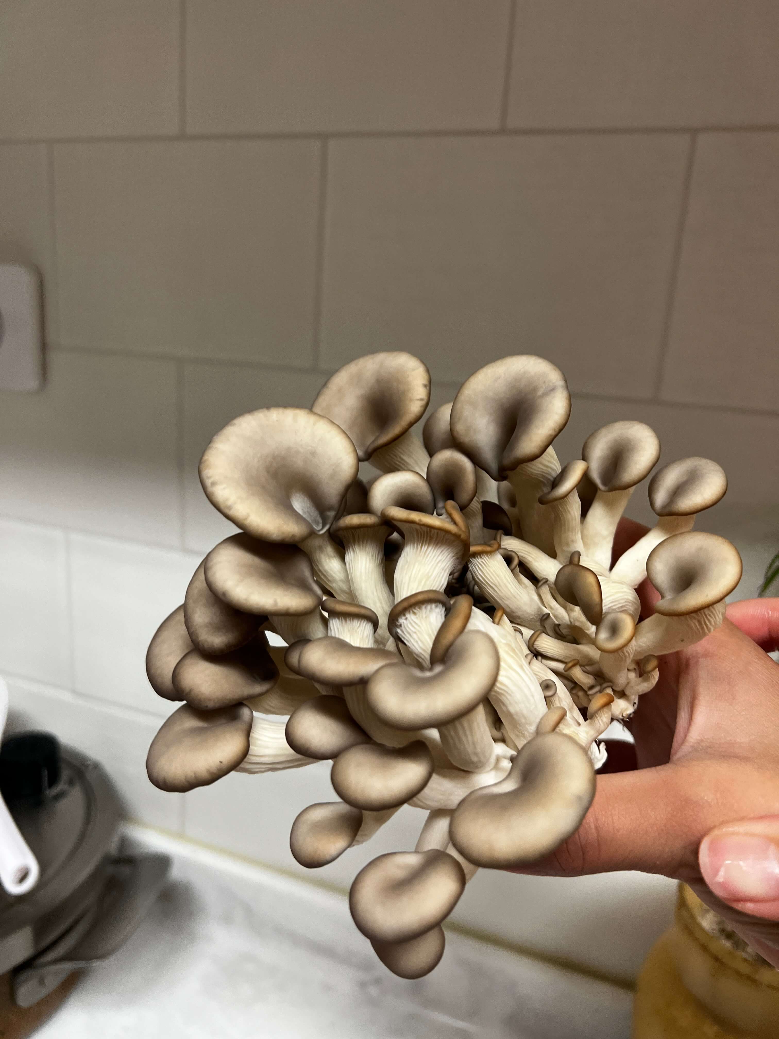 드디어 수확한 느타리버섯
