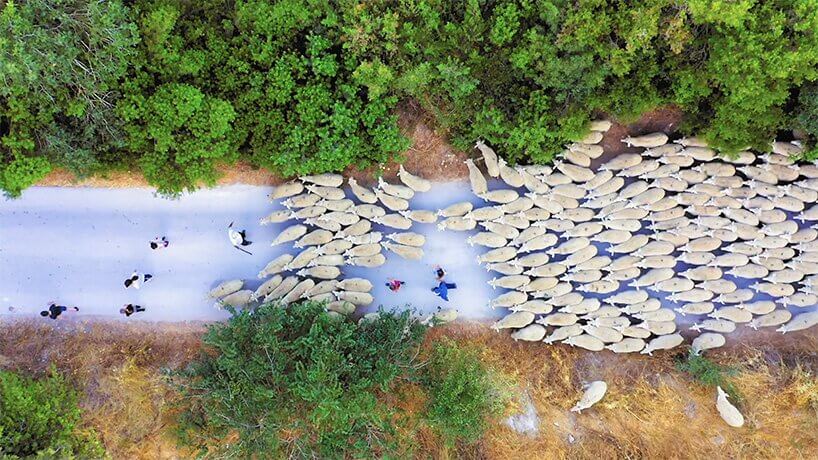 마치 그림 같은 양떼들의 대이동 VIDEO: this drone footage captures sheep herding patterns from above